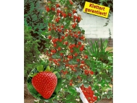 Lidl  Hummi® Klettererdbeere, 3 Pflanzen, gut geeignet für Beet und Kübel, l