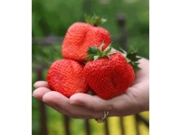 Lidl  Erdbeere »Sweet Mary XXL®«, 3 Pflanzen, besonders große Früchte, sehr 