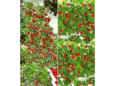 Hummi® Erdbeeren, 4 Pflanzen, lange Ernte, für Beet und Kübel, 140 cm