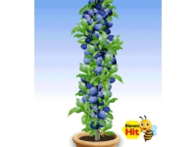 Lidl  Pflaume »Black Amber«, Säulenobst, platzsparend, 200 - 250 cm Wuchshöh