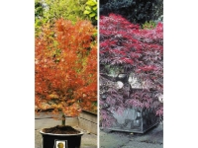 Japanische Ahorn-Kollektion winterhart, 2 Pflanzen im Mix Acer palmatu