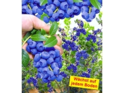 Trauben-Heidelbeere »Reka® Blue«, bis zu 8 kg Beeren pro Strauch, lang
