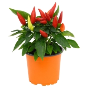 GARDENLINE® Zierpaprika 2.49 €