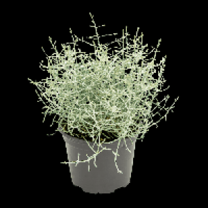 GARDENLINE Calocephalus 1.29 €