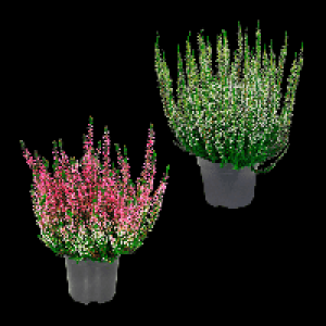 GARDENLINE Besenheide (Calluna vulgaris) 1.49 €
