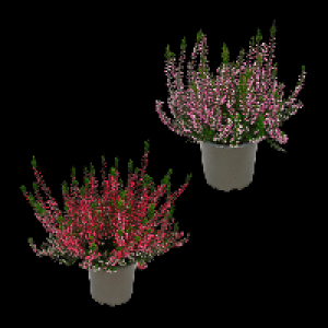 Aldi Nord Gardenline GARDENLINE Besenheide (Calluna vulgaris)