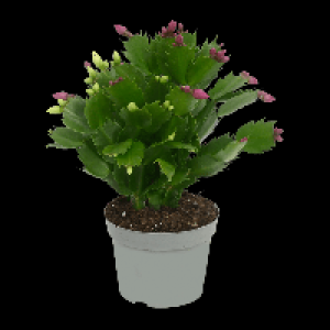 GARDENLINE Herbstkaktus 2-farbig 2.99 €