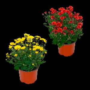 GARDENLINE Chrysanthemen 1.49 €