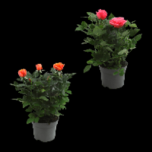 GARDENLINE Topfrose 1.49 €