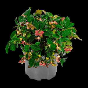 GARDENLINE Gaultherie 1.29 €