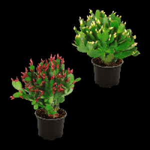 GARDENLINE Weihnachtskaktus (Schlumbergera) 1.79&nbsp;&euro;