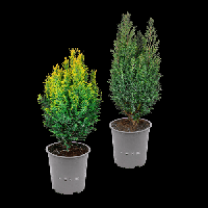 GARDENLINE Konifere 1.29 €