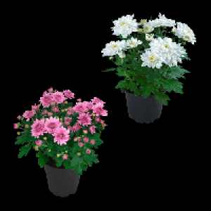 GARDENLINE Chrysanthemen 0.99 €