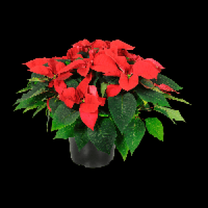 GARDENLINE Weihnachtssternbusch 4.99 €