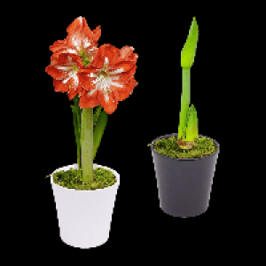 GARDENLINE Amaryllis im Keramiktopf 3.99 €