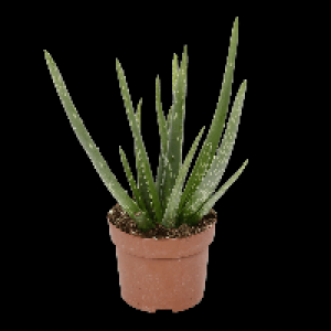 GARDENLINE Aloe vera 2.49&nbsp;&euro;
