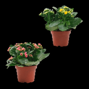 GARDENLINE Kalanchoe 1.99 €