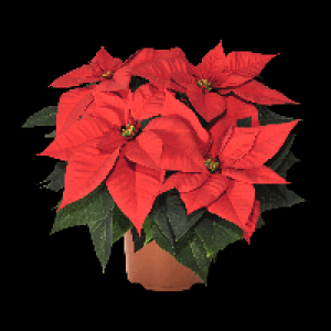 GARDENLINE Weihnachtsstern 2.22&nbsp;&euro;