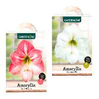 Aldi Nord Gardenline GARDENLINE Amaryllis im Karton