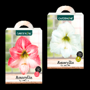 GARDENLINE Amaryllis im Karton 2.49 €