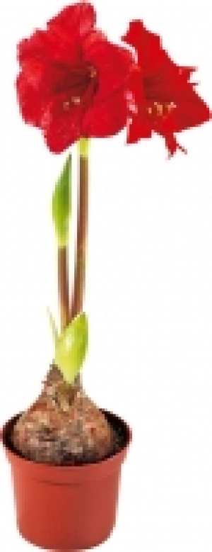 Ritterstern 3.99 €