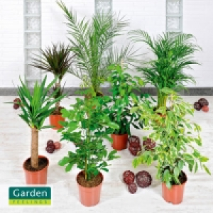 Grünpflanze 3.99 €