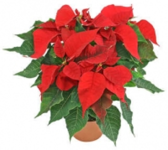 Weihnachtsstern Busch 4.99 €