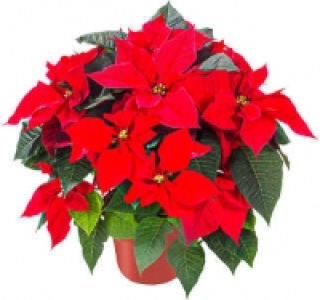 Weihnachtsstern Busch 7.99 €