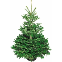 OBI  Weihnachtsbaum Echte Nordmanntanne 125 - 150 cm hoch gesägt