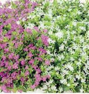 Köcherblümchen 1.99 €